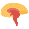 brain